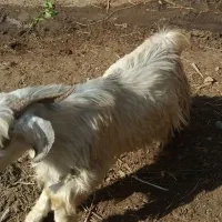 دوعدد کر نر