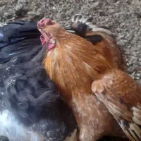 خروس محلی چهل تاج کاکلی فراسوی و...|حیوانات مزرعه|جوادآباد, |دیوار