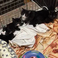 ۵ تا بچه گربه شیطون و ورووجک