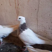 دو عدد طوقی حسابی|پرنده|قم, حاج زینل|دیوار