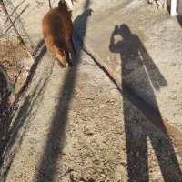 بره نر مهربانی|حیوانات مزرعه|الشتر, |دیوار