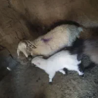 میش و بره نر|حیوانات مزرعه|مهریز, |دیوار