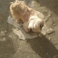 سگ پاکوتاه|سگ|ماهدشت, |دیوار