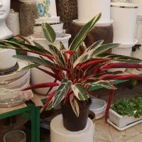 گل آپارتمانی مارانتا طاوسی با دوام  لطفا ورق بزن