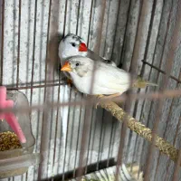 فنچ لپ|پرنده|رشت, بوسار|دیوار