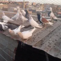 پرنده|حیوانات|زنجان, |دیوار