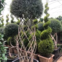 باغبانی کاشت گل و گیاه هرس ‌ سم پاشی