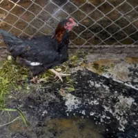 بوقلمون و اردک ا