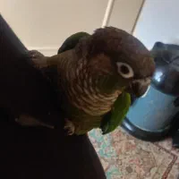 طوطی گرینچیک|پرنده|تهران, مینای شمالی (مخبر)|دیوار