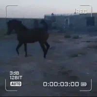 نریان ۳ساله عرب  خالص کره اسکایپ|اسب و تجهیزات اسب‌سواری|اراک, |دیوار