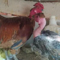 مرغ گردن گلابی تخم گزار