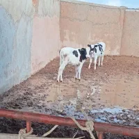 گوساله نر|حیوانات مزرعه|اسفراین, |دیوار