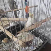 یک جفت عروس هلندی|پرنده|اقبالیه, |دیوار