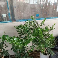 گل و گیاه اپارتمانی