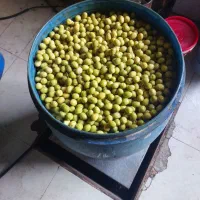 پخش زیتون رودبار و طارم|عمده‌فروشی|رودبار, |دیوار