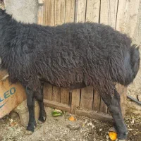 قوچ|حیوانات مزرعه|محمدشهر, زیبادشت|دیوار