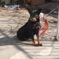 سگ روتوایلر