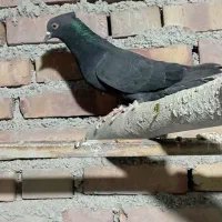 کبوتر|پرنده|نقده, |دیوار