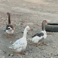 3تا بط صحیح و سالم با ضمانت تخم گذاری