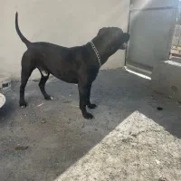 پیت بول معاوضه با ژرمن ماده