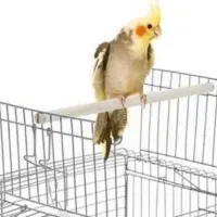 قفس سنجاب|لوازم جانبی حیوانات|رفسنجان, |دیوار