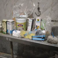 ۴ جفت عروس هلندی مولد|پرنده|سلماس, |دیوار