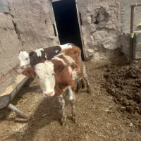 گوساله سیمینتال