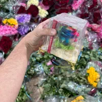 گل جاودان رز