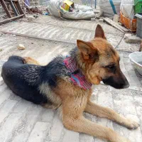 واگذاری ژرمن ماده