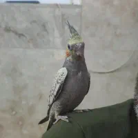 عروس هلندی