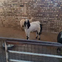 بزنر پاکستانی و بز سانن جوان