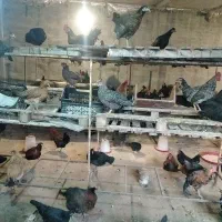 مرغ تخمگذار محلی|حیوانات مزرعه|اهواز, شهرک برق|دیوار