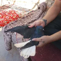 کفتر رنگی