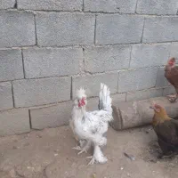 حیوانات مزرعه|حیوانات مزرعه|سوق, |دیوار