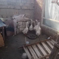 غاز|حیوانات مزرعه|نقده, |دیوار