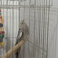 عروس هلندی|پرنده|مرودشت, ژیان|دیوار