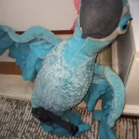 عروسک|اسباب‌‌بازی|رشت, شالکو|دیوار