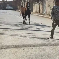 مادیان|اسب و تجهیزات اسب‌سواری|کبودرآهنگ, |دیوار