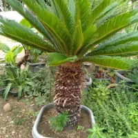 سیکاس وپالم‌ کاج طلای ونوکدار|گل و گیاه طبیعی|سیدان, |دیوار