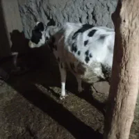 یک راس گوساله نر و گاو ابستن