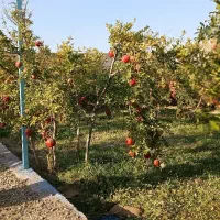 رب انار ممتاز ۱۰۰درصد طبیعی ملس/ شیرین|خوردنی و آشامیدنی|قم, نخودی|دیوار