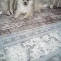 سگ ماده پامر