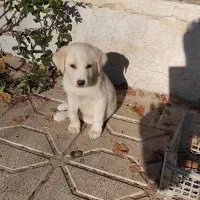 توله سگ پاکوتاه میکس|سگ|مشهد, جاهد شهر|دیوار