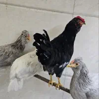 خروس گلین