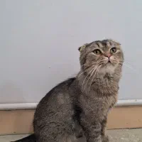 واگذاری گربه اسکاتیش گلد نر ۲سال ونیم|گربه|تهران, شهرک چیتگر|دیوار