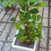 گل های خانگی|گل و گیاه طبیعی|اهر, |دیوار