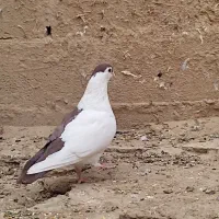 چپ وخال دم|پرنده|هامون, |دیوار