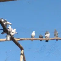 ۱۲تا کبوتر پرشی خوب