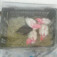 جوجه ماشینی