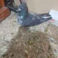 دوتاکفتره فروشی هردوگرفتنی